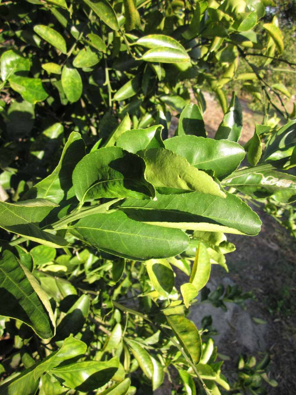            Sun leaves (Winter Haven, FL)   